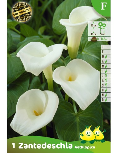 Rhizome de Calla Blanc - Arum - Zantedeschia Aethiopica