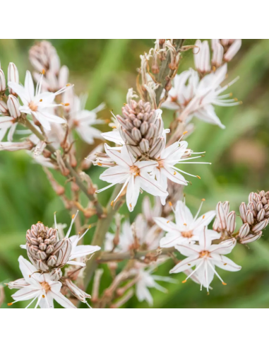 Asphodele blanc - Asphodelus Albus