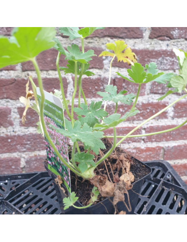 Geranium vivace Ingwersens variety