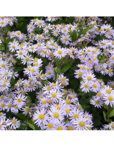 Aster grand d'automne Asran - Aster Ageratoides Asran