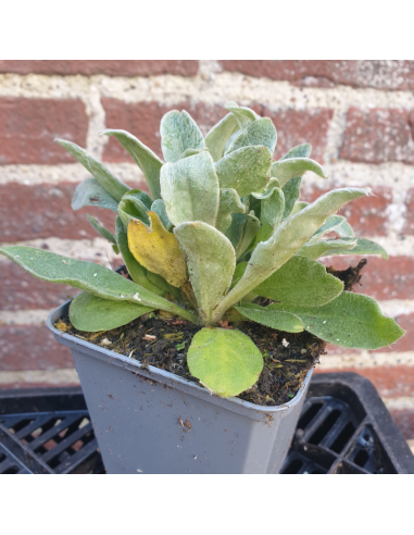 Coquelourde des jardins Atrosanguinea - Lychnis coronaria atrosanguinea