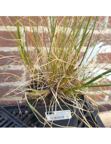 Herbe aux écouvillons Little Bunny - Pennisetum Alopecuroides Little Bunny