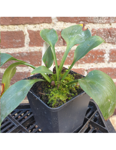 Hosta Halcyon