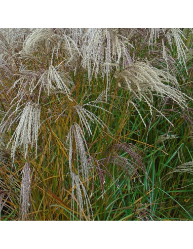 Eulalie Kaskade - Miscanthus Chinensis Kaskade