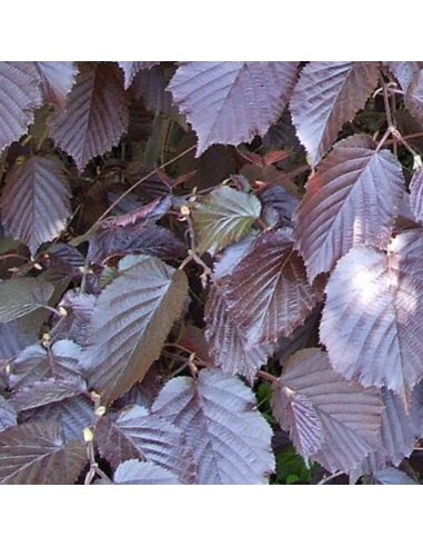 Noisetier pourpre - Corylus Maxima Purpurea