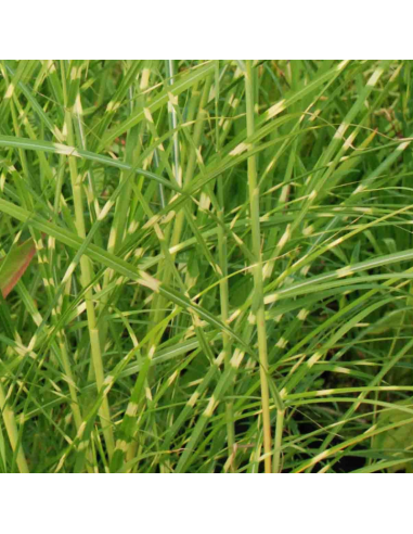 Eulalie Punktchen - Miscanthus Sinensis