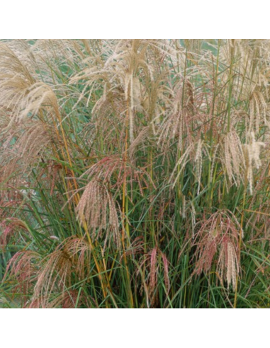 Eulalie Silberfeder - Miscanthus Sinensis