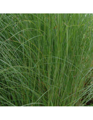 Eulalie Yaku Jima - Miscanthus Sinensis