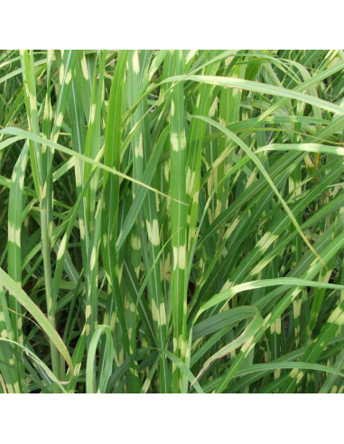 Eulalie Zebrinus - Miscanthus Sinensis