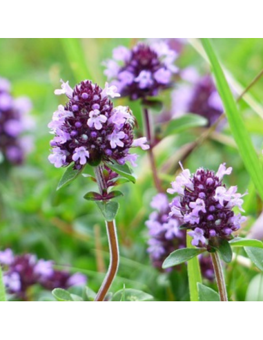 Thym serpolet - Thymus Serpyllum