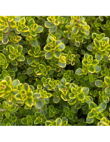 Thym Citron Doone valley - Thymus Citriodorus