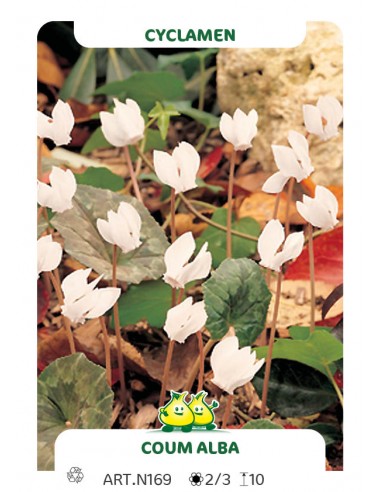 Bulbe Cyclamen de l'ile de Cos blanc - Cyclamen Coum Alba