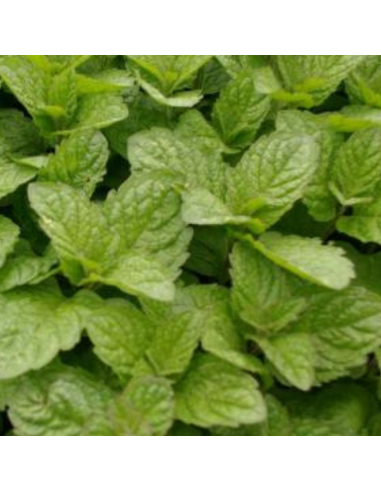 Menthe Cassis - Mentha Spicata Blackcurrant