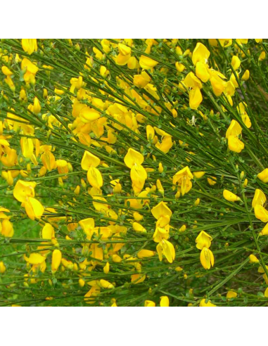 Genêt à balais - Cytisus scoparius