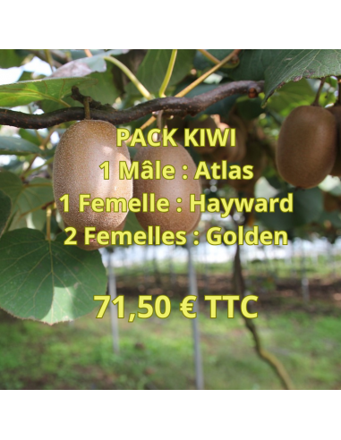 Pack de 4 plants de Kiwis - 1 mâle / 3 femelles