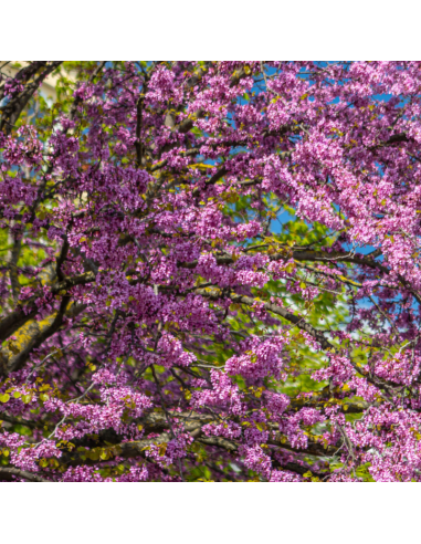 Arbre de Judée - Cercis siliquastrum