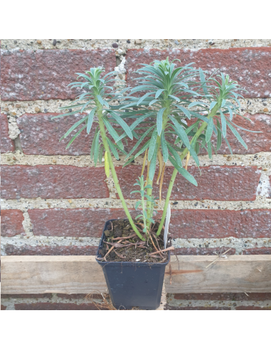 Euphorbe des vallons - Euphorbia Characias Wulfenii