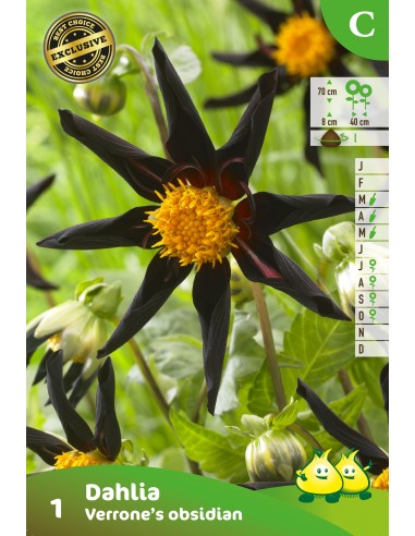 Dahlia Honka Verrone's Obsidian