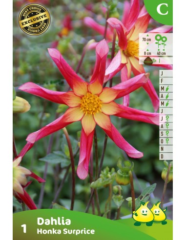 Dahlia Honka Surprice