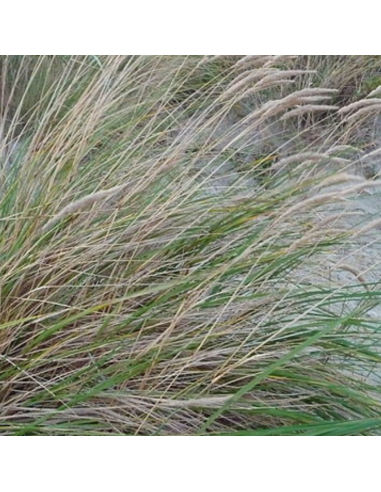 Oyat "roseau des sables" - Ammophila arenaria