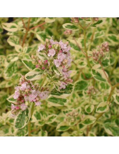 Origan panaché - Origanum vulgaris Polyphant