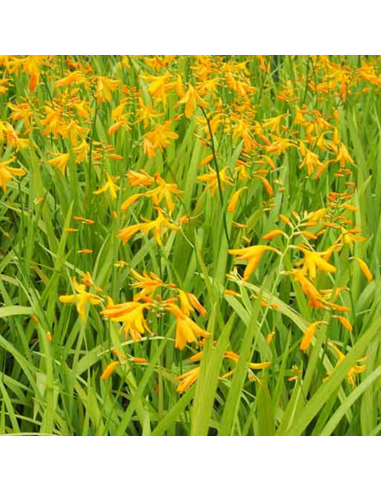 Crocosmia hybride Buttercup