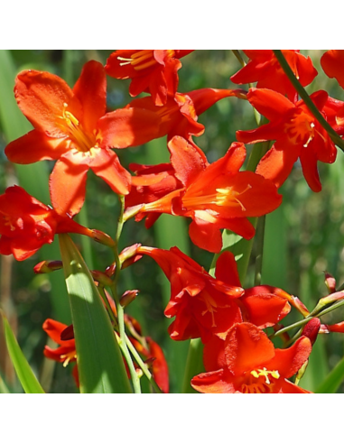 Crocosmia hybride Red King